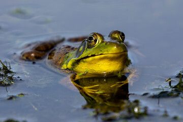 Sticker - Green frog .Natural scene from Wisconsin state conservation area.