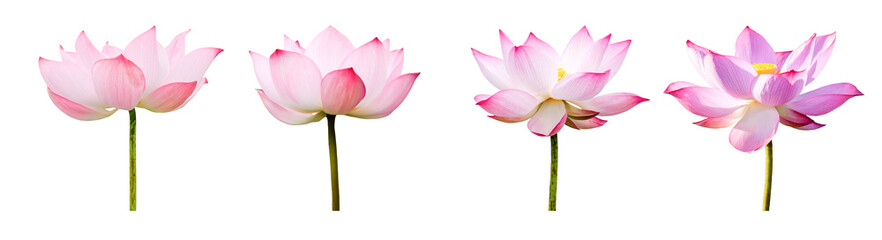 Wall Mural - Lotus flower collections isolated on white background. File contains with clipping path so easy to work.