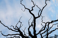 Tree Branches Against Blue Sky