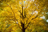 Fototapeta  - Tree With Leaves Of Maple In Sunny Autumn Park.