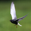 The white-winged tern in flight 