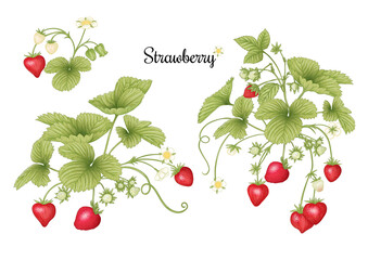 Wall Mural - Strawberry branch with red berries. Clip art, set of elements for design Colored vector illustration. Isolated on white background.