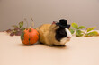Halloween pumpkin with cute and funny guinea pig
