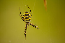 Macro Shot Of A Yellow Garden Spider