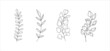 simple botanical illustrations, line artwork, minimal design elements. elegant and delicate plant doodles for branding, wedding invitation, graphic design. spring floral clip art , 