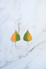 marble background with autumn birch leaves. fall season. flat lay. copy space