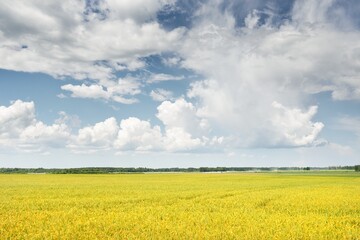 Poster - Rural landscape. Blooming yellow rapeseed field on a clear sunny summer day. Dramatic blue sky. Floral texture, background. Agriculture, biotechnology, fuel, food industry, alternative energy, nature