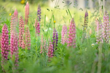 Wall Mural - Blooming blue, pink, purple lupine flowers (Lupinus) close-up, green summer field. Panoramic landscape. Nature, plants, botany, gardening, folk medicine, organic fertilizer. Natural floral background