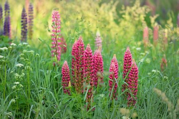 Wall Mural - Blooming blue, pink, purple lupine flowers (Lupinus) close-up, green summer field. Panoramic landscape. Nature, plants, botany, gardening, folk medicine, organic fertilizer. Natural floral background