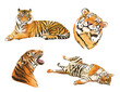 Watercolor tigers illustration clip art set. High resolution 300 dpi