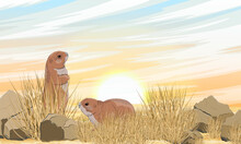 A Pair Of Prairie Dogs In A Meadow With Dry Grass And Stones. Prairie Sunset. Wild Rodents Of North America. Realistic Vector Landscape