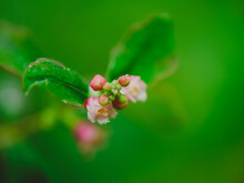 Small Pink Flower On A Shrub On Green Background In Autumn Season