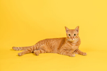 Red cat lying, isolated on yellow background with copy space.