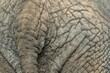 tył słonia