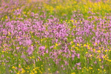 Wall Mural - Blooming pink flowers (Silene flos-cuculi or ragged-robin) on a green agricultural field. Natural floral pattern, texture. Decorative plants, wildflowers, gardening, farm, honey production themes