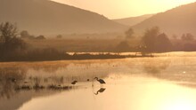 Grey Heron Hunts In Shallow Water At Edge Of Lake, With Hippo Blowing Mist Columns In Distance. Silhouette Of Surrounding Hills And Misty Morning Landscape.