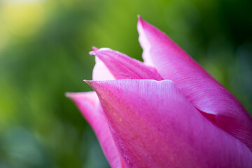 Wall Mural - Ausschnitt einer Tulpe in pink im Sonnenlicht