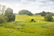 Picturesque panoramic scenery of the green hills and meadows (agricultural fields). Sheeps grazing, close-up. Forest in the background. Idyllic summer rural scene. Pastoral landscape. New Zealand