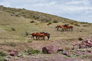 Sticker - horse and foal	