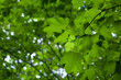 Leinwandbild Motiv Grünes Bergahorn Laub im Frühjahr (Acer pseudoplatanus) | Sycamore Maple leafs in Germany
