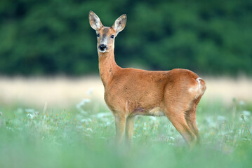 Wall Mural - Wild female roe deer standing in a grass