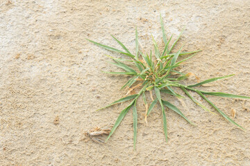 Wall Mural - Small grass