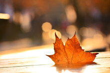 Close-up Of Dry Maple Leaves Against Blurred Background Orange Lens Flare Bokeh Nature Close Up