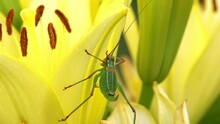 Macro Shot Of Green Grasshopper Sits On Yellow Lily Bud. Close Up Of Insect On Flower In Summer Meadow. Nature, Wild Life