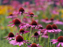 Lovely Purple Coneflower Plant With A Yellow And Purple Background. 