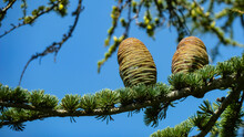 Closeup Of Branch Of Maritime Pine Tree With Two Cones Against Blue Sky (focus On Cone In Center)