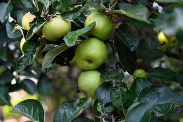 Sticker - Closeup shot of green, fresh and ripe apples on the tree