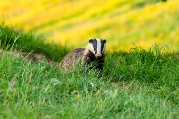 Wall Mural - badger leaving the badger sett in mid summer when the nights are still light with a field of yellow 
