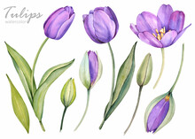 Violet Tulips On A White Background. Spring Flowers. Watercolor Illustration.