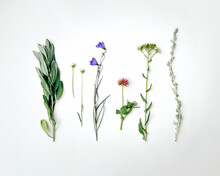 Minimalist Wildflowers Isolated On White Background. Flat Lay, Top View.