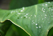 Bright Green Canna Flower Leaves With Rain Drops
