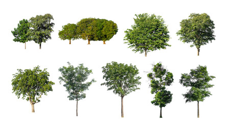 Wall Mural - collection tree cut out from original background and replace with white background for easy to selection