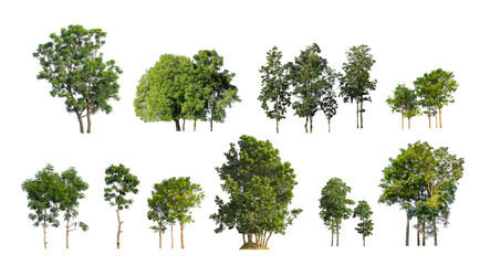 Wall Mural - collection tree cut out from original background and replace with white background for easy to selection