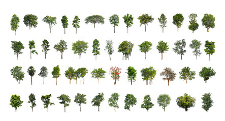 Wall Mural - collection tree cut out from original background and replace with white background for easy to selection
