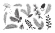 © Sylfida - Christmas tree vector branches, fir and pine cones, evergreen set, holiday decoration, black winter plant, leaf and twig isolated on white background. Nature illustration