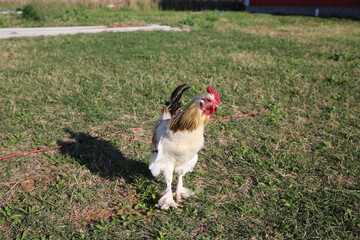 Poster - Closeup shot of  a hen in the farm