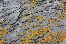 Full Frame Shot Of Yellow Moss On Rocks