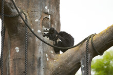 Close Up Of Mother And Baby Siamnang Gibbon Eating Food