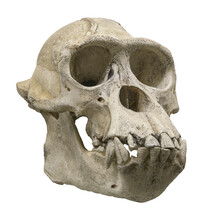 Skull Of The Chimpanzee (Pan Troglodytes)