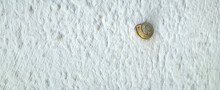 Close Up Of White Wall With A Snail