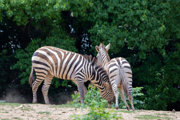 戯れる2頭のシマウマ