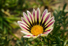 A Purple And Yellow Gazania Daisy Growing Outdoors. Unique Flower.