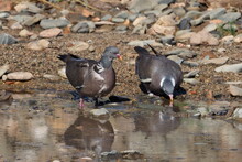 Wood Pigeon Drinking Water In The River