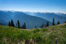 Snow Capped Mountains With Grass And Wildflowers In Olympic National Park