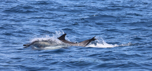 Canvas Print - dolphin in the water