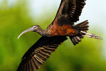 Wall Mural - Glossy Ibis in Flight Close-up